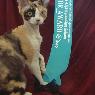 Cats Queensland Inc. - Pic 3