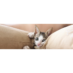Murwillumbah Veterinary Clinic - Pic 6