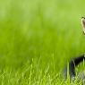 Stawell Veterinary Clinic - Pic 7