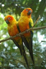 Living Jungle - Pic 8