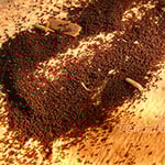 Termites Brisbane Northside