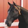 Marsh Carney Saddlery - Pic 10