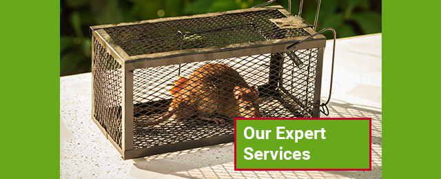 BP Homecare Pest Control - Promotion 3