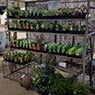 Garden Centre Yea - Pic 2