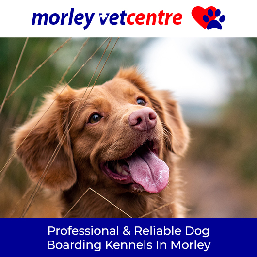 Morley Vet Boarding - Promotion