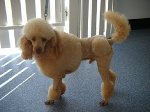 Camden Dog Grooming Centre - Pic 6