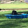 4 Paws B & B Boarding Kennel - Pic 7