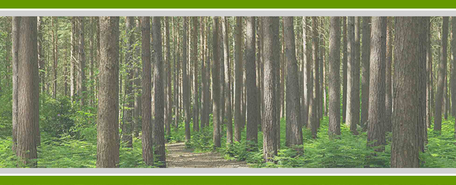 Walton's Tree Care Services - Promotion 2