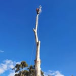 Nelson's Tree Services - Pic 8