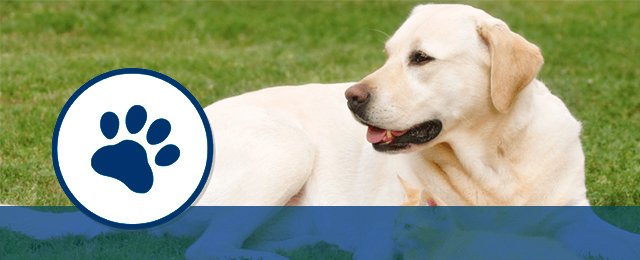 Wynnum Manly Vet Hospital - Promotion 1