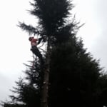 Daniel removing a Leyland Cypress that is close to a house