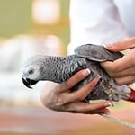 Wetherill Park Veterinary Surgeons - Pic 9
