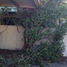 Albury Wodonga Tree & Stump Removal - Pic 8