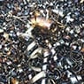 Norman's Scrap Metal - Pic 7