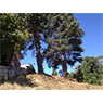 2 large pine trees, one overhanging a house