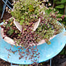 Garden Treasure Yarragon - Pic 6
