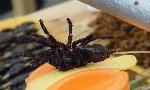 Some arachnids are quite tasty. yummy.