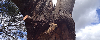 Adams Tree Services - Promotion 1