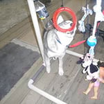Lana's Dog Training - Pic 10