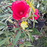 Garden Treasure Yarragon - Pic 9