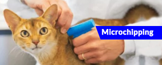 The Veterinary Hospital North - Promotion 3