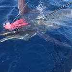 All The Gear No Idea Sportfishing - Pic 9