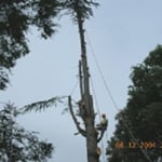 Curtis Tree Lopping Specialists - Pic 10
