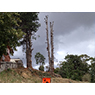 Two pine trees with most of the branches removed