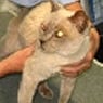 Bondi Junction Veterinary Hospital - Pic 3