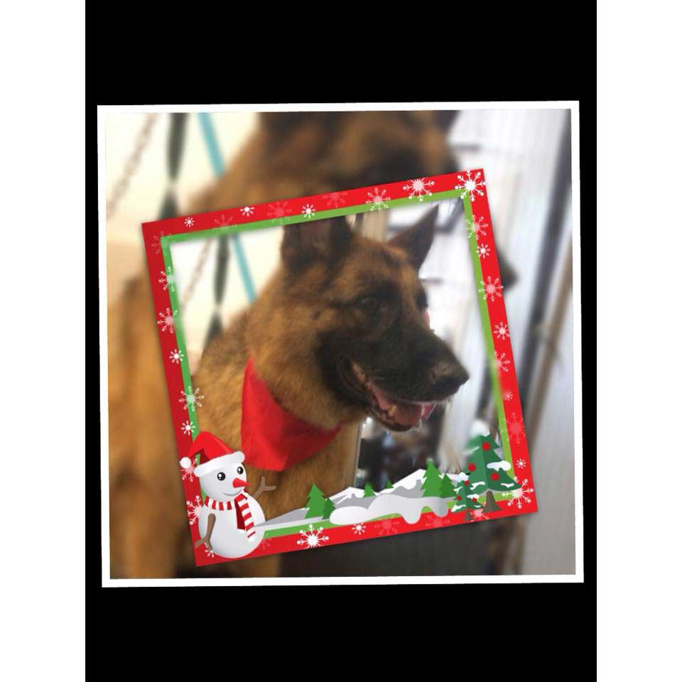 Wollongong Dog Grooming Dog & Cat Clipping & Grooming 174A Corrimak