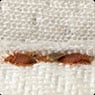 Chambers Pest Solutions - Pic 6