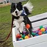 Morley Vet Boarding - Pic 1