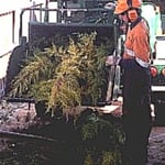 Tim mulching a branch into a truck