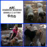 Homebush Boarding Kennels & Cattery - Pic 6