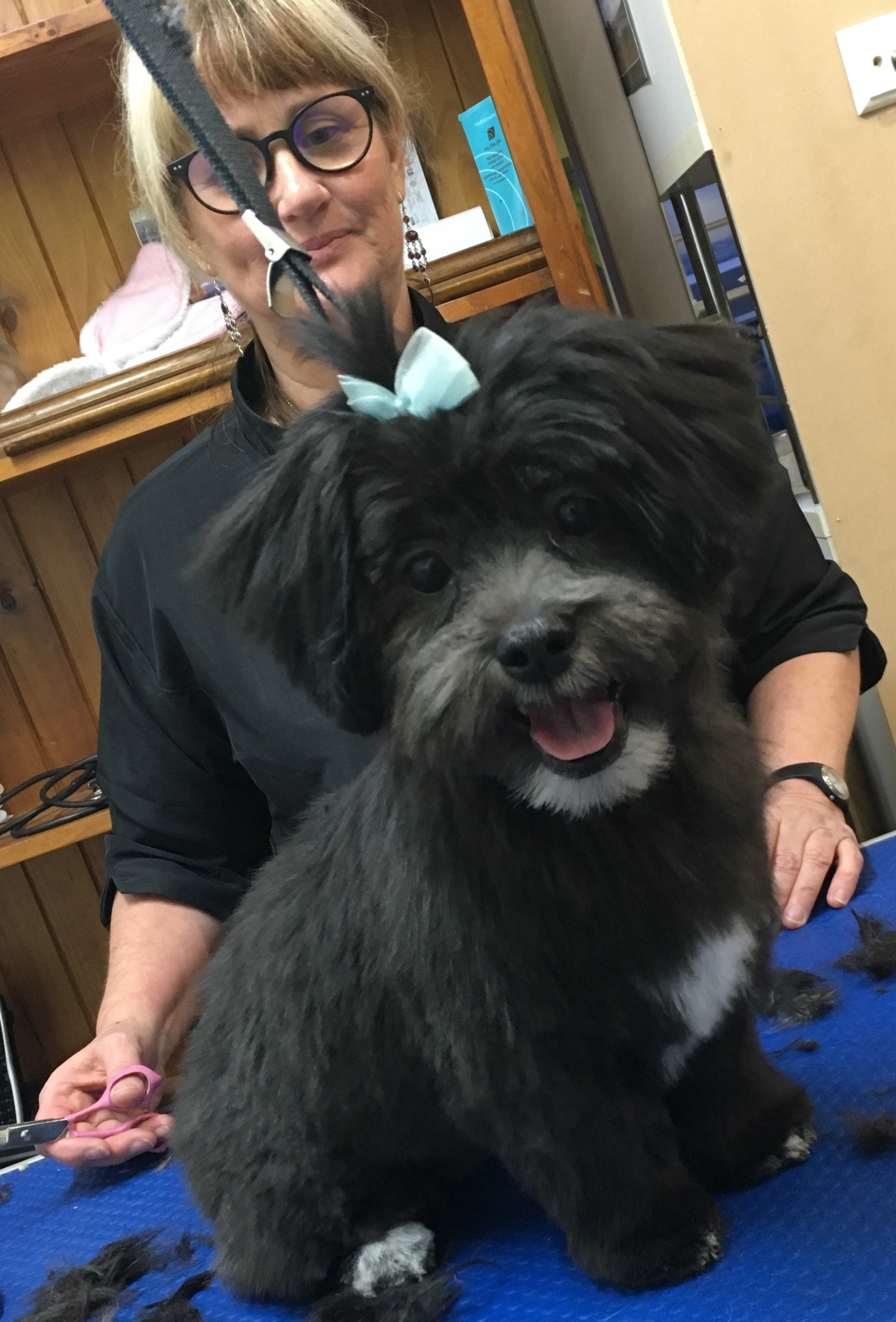 Bubbles Dog Spa & Groom Dog & Cat Clipping & Grooming 1698 Channel