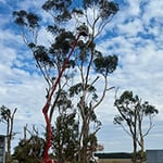 Rob Jamieson Tree & Stump Removal - Pic 10