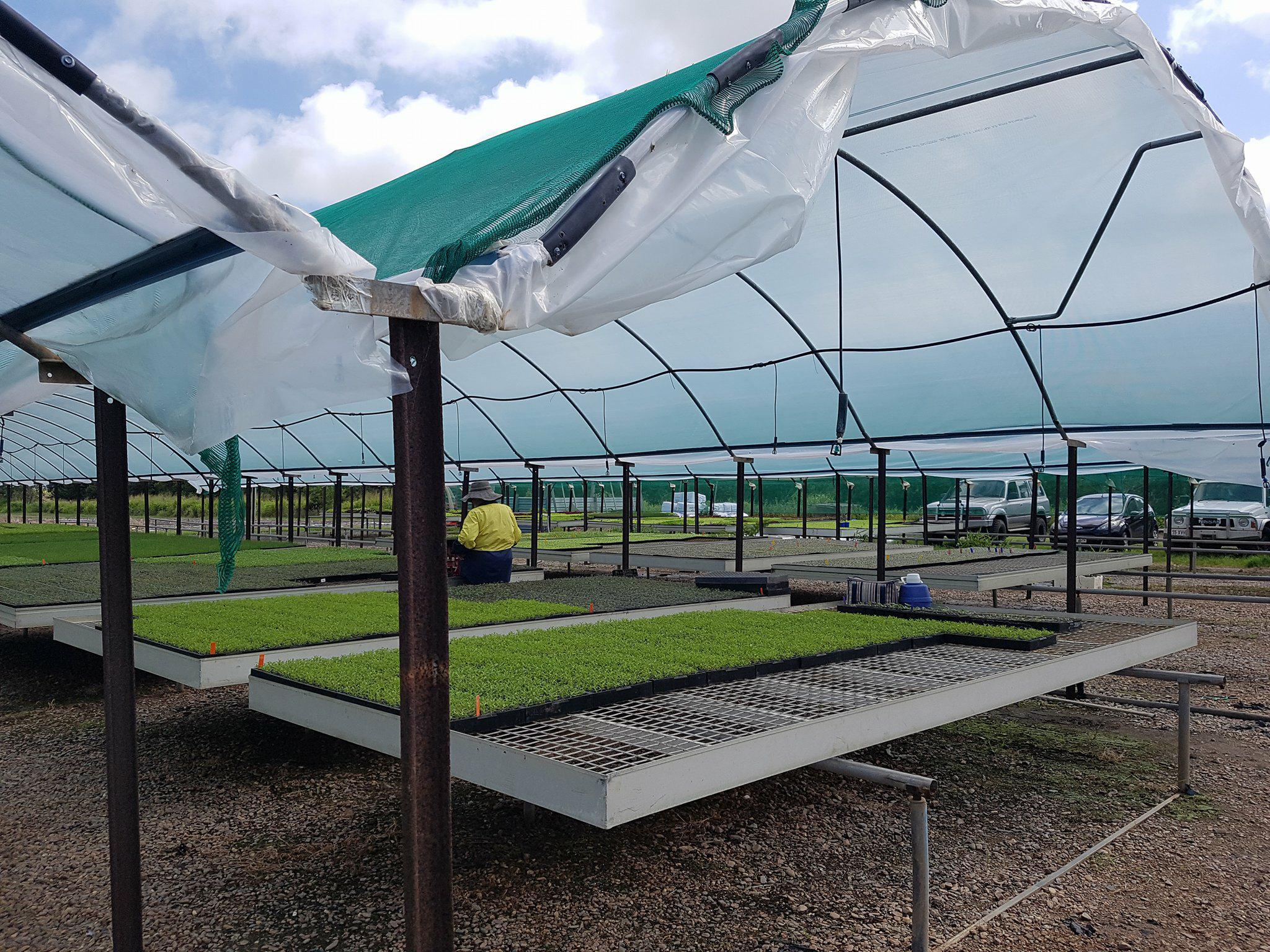 Meadowvale Seedling Nursery Nursery & Garden Supplies Wholesale 104