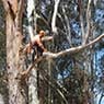 Dynamic Tree Works - Pic 3