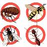 South Gippsland Pest Control - Pic 5
