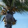 Steve Cairns Tree Service - Pic 4