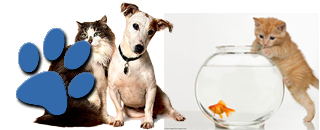 Irrawang Veterinary Hospital Clinic - Promotion 1