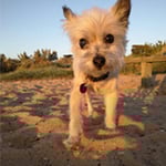 Foxy's Mobile Dog Wash And Grooming Services - Pic 8