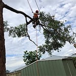 Central Coast Tree Removal - Pic 9