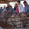 Moses & Son Wool Brokers - Pic 10