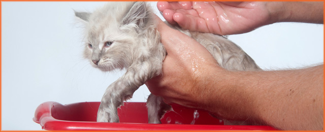 Pet Universe Vets - Promotion 2