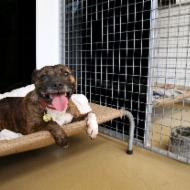 rawhide rings for dogs