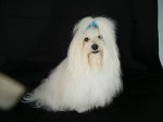 Camden Dog Grooming Centre - Pic 5