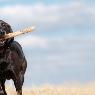 Stawell Veterinary Clinic - Pic 5