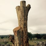 Dan's Tree Services - Pic 8