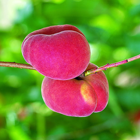 Rodney's Nursery And Garden Centre - Garden Nurseries - 24 Beltana Rd